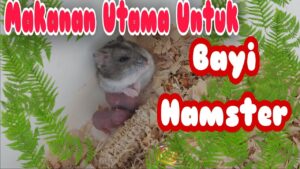Read more about the article Pakan Utama Bayi Hamster dan Perawatan Bayi Hamster