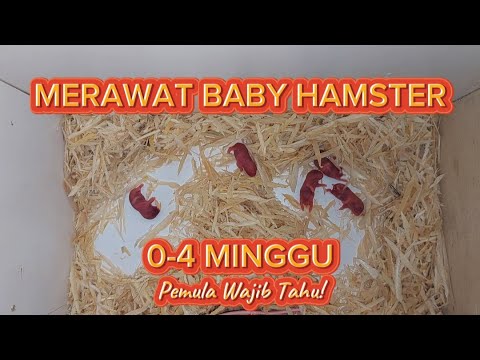 Read more about the article Hamster Saya Melahirkan!  Berikut tips merawat hamster baru lahir hingga usia 1 bulan |  PETANI MINI