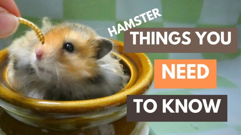 Read more about the article PERHATIKAN INI SEBELUM MENDAPATKAN HAMSTER  Tips Merawat Hamster